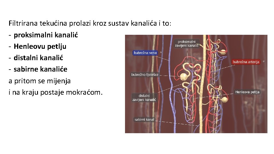 Filtrirana tekućina prolazi kroz sustav kanalića i to: - proksimalni kanalić - Henleovu petlju