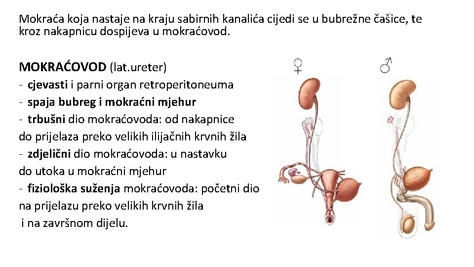 Mokraća koja nastaje na kraju sabirnih kanalića cijedi se u bubrežne čašice, te kroz