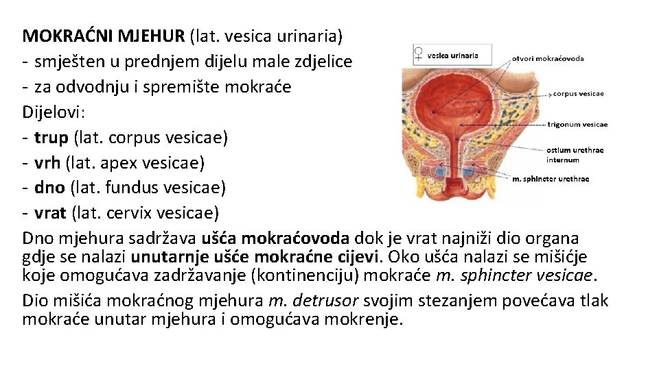 MOKRAĆNI MJEHUR (lat. vesica urinaria) - smješten u prednjem dijelu male zdjelice - za