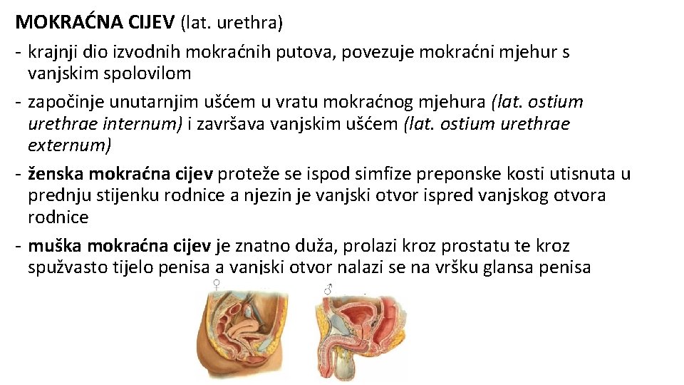 MOKRAĆNA CIJEV (lat. urethra) - krajnji dio izvodnih mokraćnih putova, povezuje mokraćni mjehur s