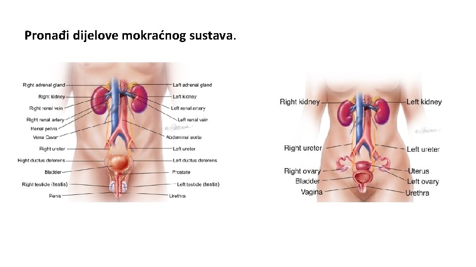 Pronađi dijelove mokraćnog sustava. 