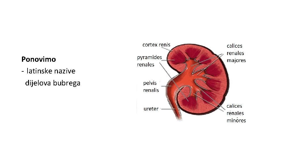 Ponovimo - latinske nazive dijelova bubrega 