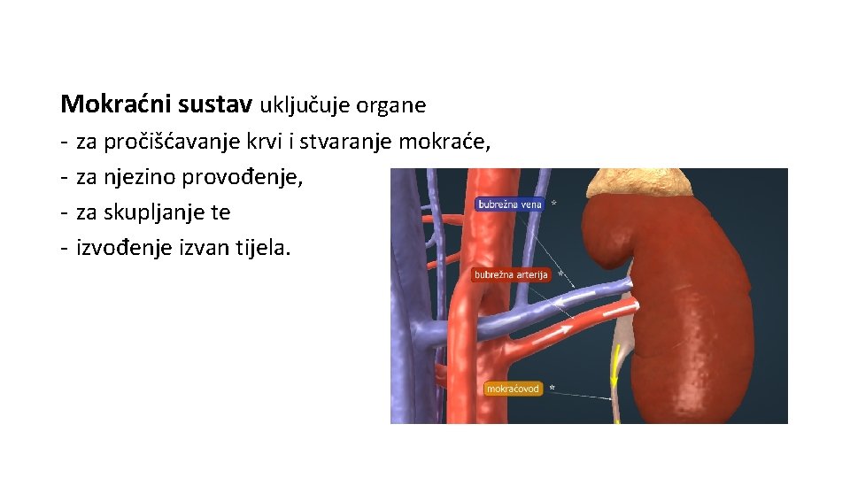 Mokraćni sustav uključuje organe - za pročišćavanje krvi i stvaranje mokraće, za njezino provođenje,