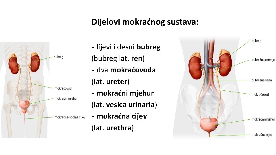 Dijelovi mokraćnog sustava: - lijevi i desni bubreg (bubreg lat. ren) - dva mokraćovoda