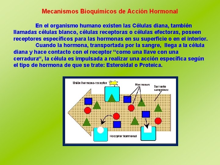 Mecanismos Bioquímicos de Acción Hormonal En el organismo humano existen las Células diana, también