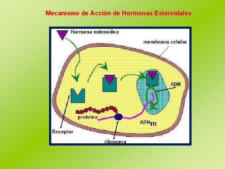 Mecanismo de Acción de Hormonas Esteroidales 