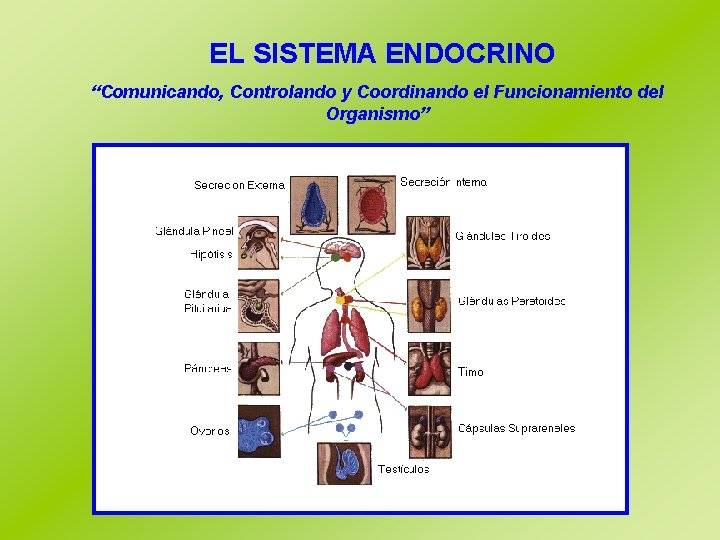 EL SISTEMA ENDOCRINO “Comunicando, Controlando y Coordinando el Funcionamiento del Organismo” Institututo Nacional /NM