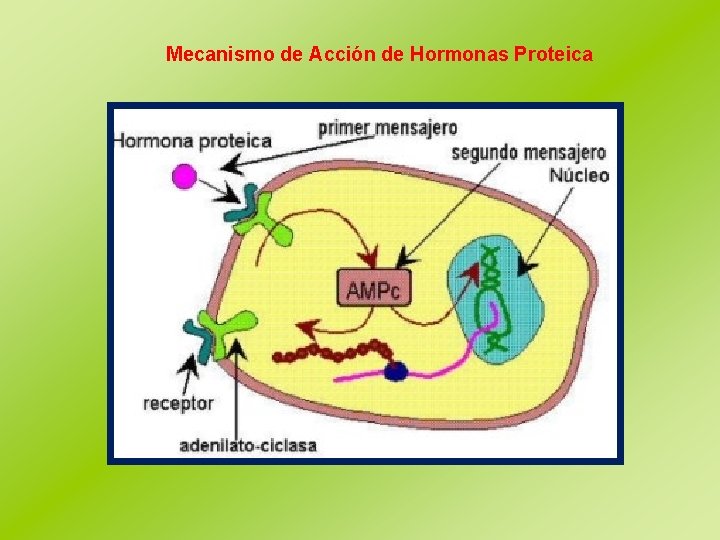 Mecanismo de Acción de Hormonas Proteica 