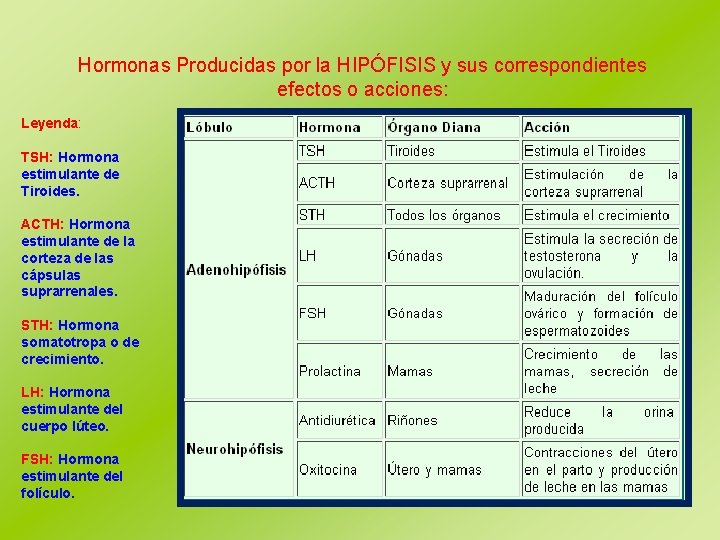 Hormonas Producidas por la HIPÓFISIS y sus correspondientes efectos o acciones: Leyenda: TSH: Hormona