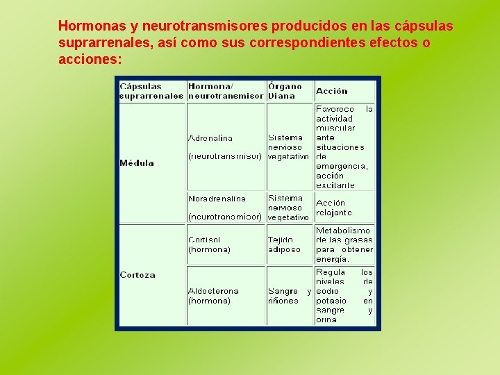 Hormonas y neurotransmisores producidos en las cápsulas suprarrenales, así como sus correspondientes efectos o