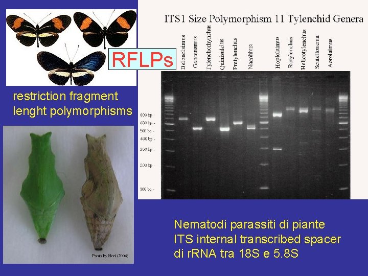 RFLPs restriction fragment lenght polymorphisms Nematodi parassiti di piante ITS internal transcribed spacer di