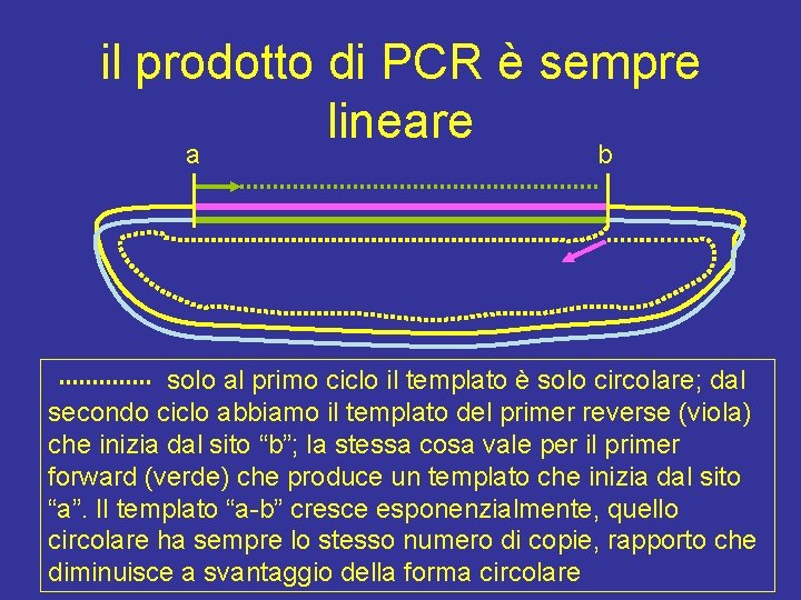 il prodotto di PCR è sempre lineare a b solo al primo ciclo il
