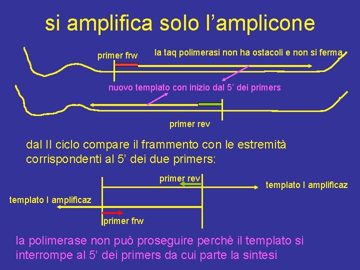 si amplifica solo l’amplicone primer frw la taq polimerasi non ha ostacoli e non