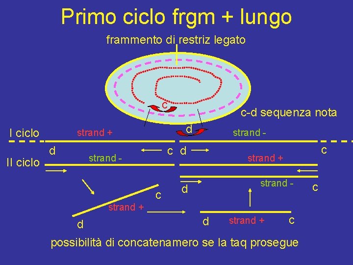Primo ciclo frgm + lungo frammento di restriz legato c I ciclo II ciclo