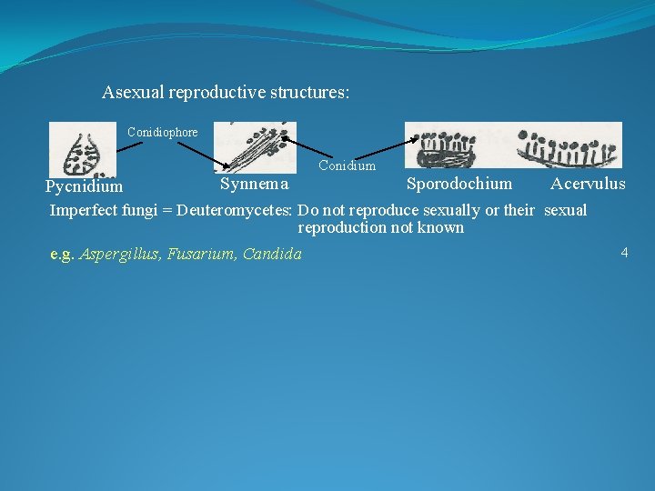 Asexual reproductive structures: Conidiophore Pycnidium Synnema Conidium Sporodochium Acervulus Imperfect fungi = Deuteromycetes: Do