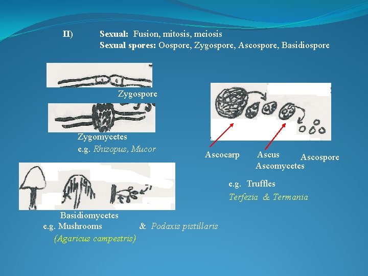 II) Sexual: Fusion, mitosis, meiosis Sexual spores: Oospore, Zygospore, Ascospore, Basidiospore Zygomycetes e. g.