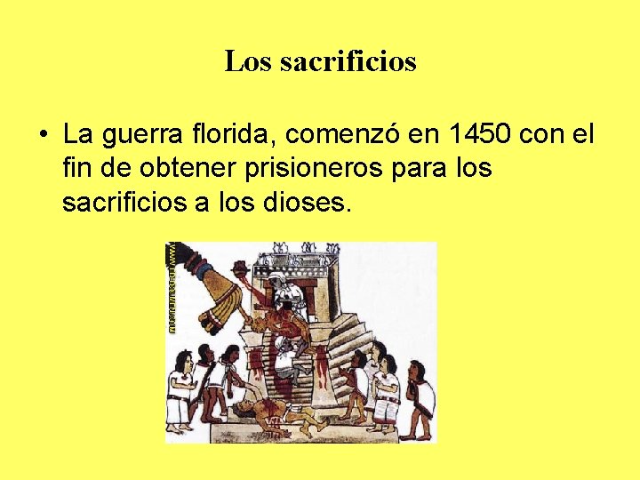 Los sacrificios • La guerra florida, comenzó en 1450 con el fin de obtener