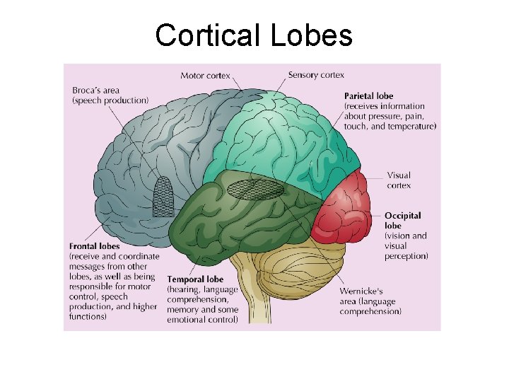 Cortical Lobes 