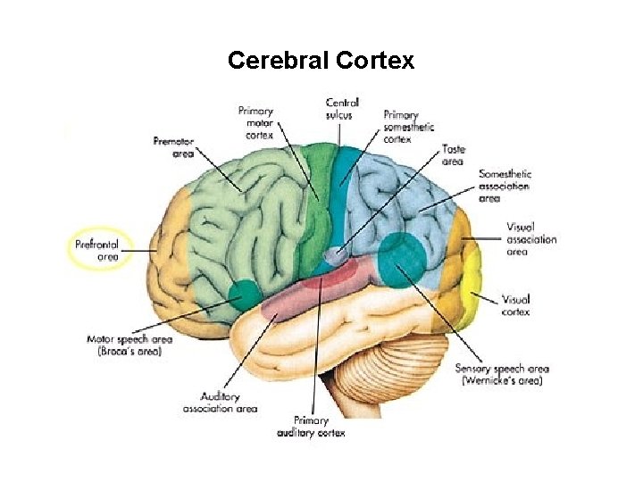 Cerebral Cortex 