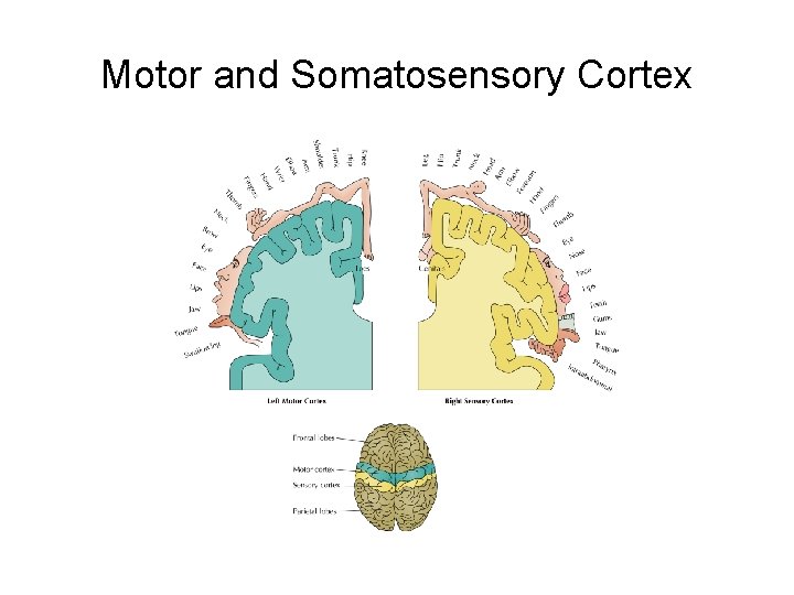 Motor and Somatosensory Cortex 