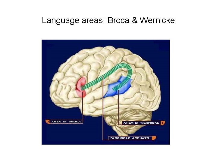 Language areas: Broca & Wernicke 