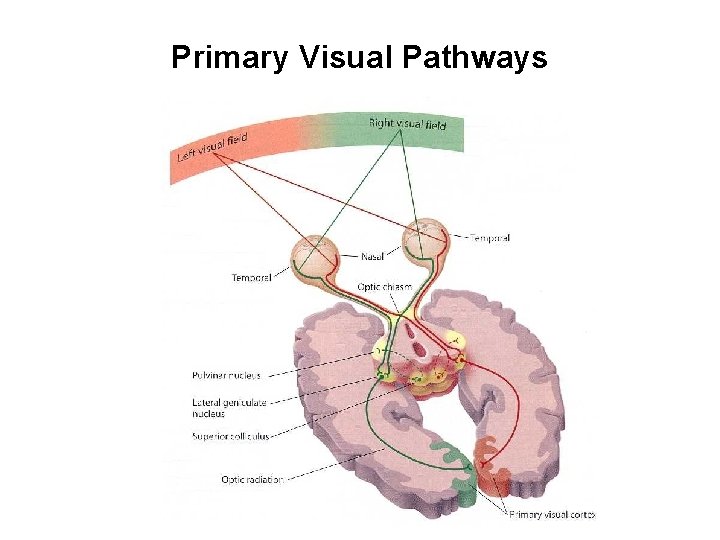 Primary Visual Pathways 