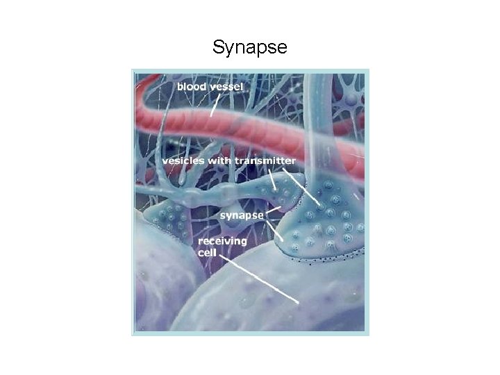 Synapse 