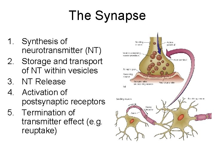 The Synapse 1. Synthesis of neurotransmitter (NT) 2. Storage and transport of NT within