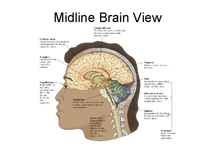 Midline Brain View 