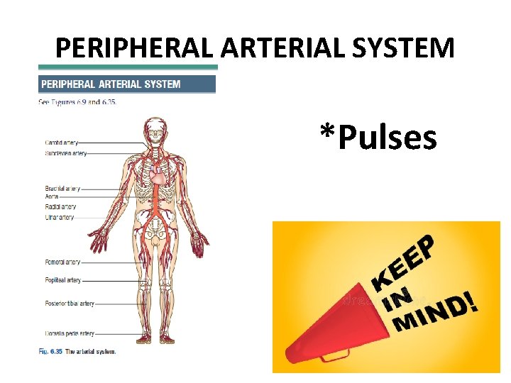 PERIPHERAL ARTERIAL SYSTEM *Pulses 