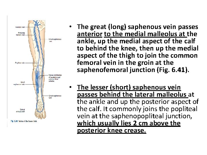  • The great (long) saphenous vein passes anterior to the medial malleolus at