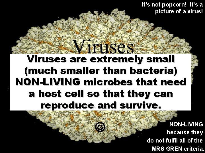 It’s not popcorn! It’s a picture of a virus! Viruses are extremely small (much