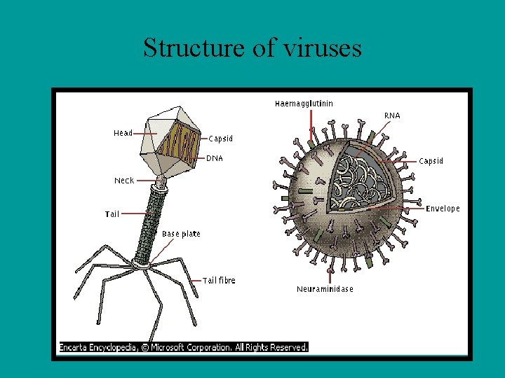 Structure of viruses 