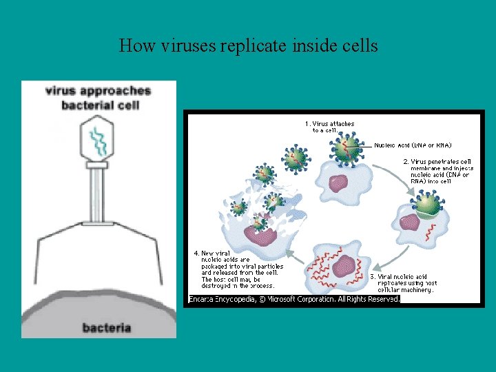 How viruses replicate inside cells 