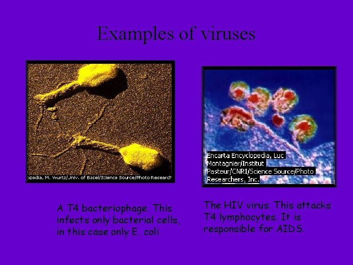 Examples of viruses A T 4 bacteriophage. This infects only bacterial cells, in this