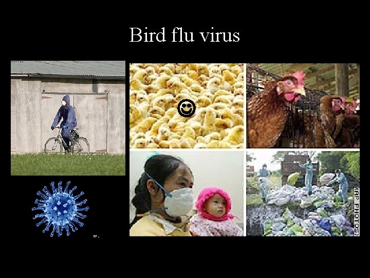 Bird flu virus 