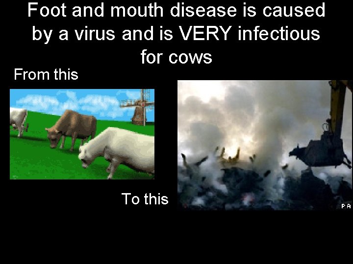 Foot and mouth disease is caused by a virus and is VERY infectious for
