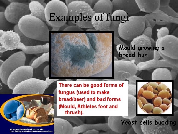 Examples of fungi Mould growing a bread bun There can be good forms of