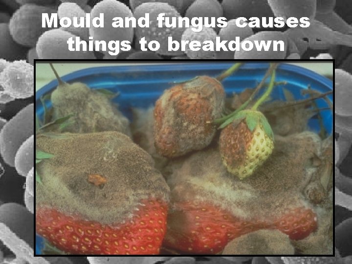 Mould and fungus causes things to breakdown 