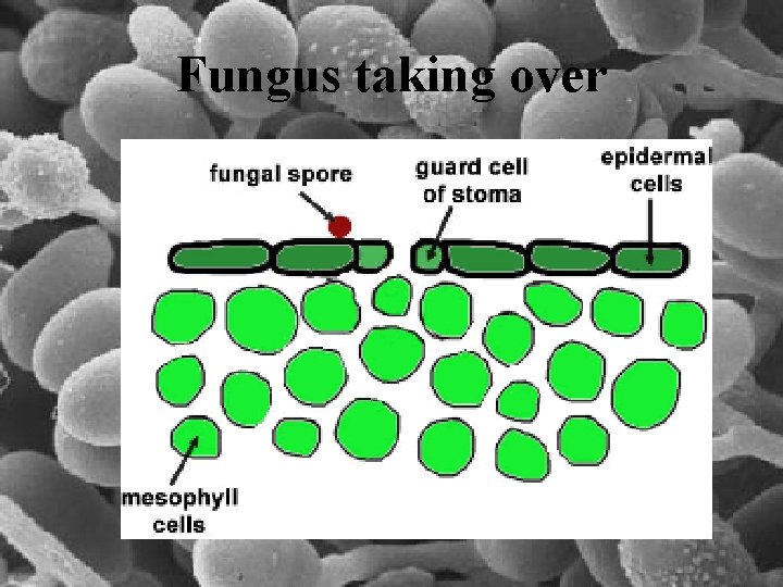 Fungus taking over 