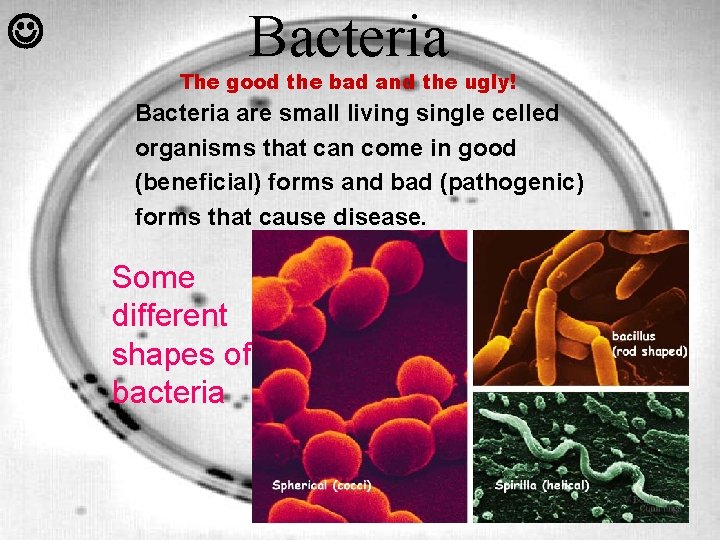  Bacteria The good the bad and the ugly! Bacteria are small living single