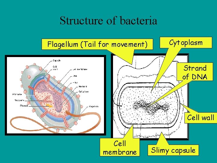 Structure of bacteria Flagellum (Tail for movement) Cytoplasm Strand of DNA Cell wall Cell