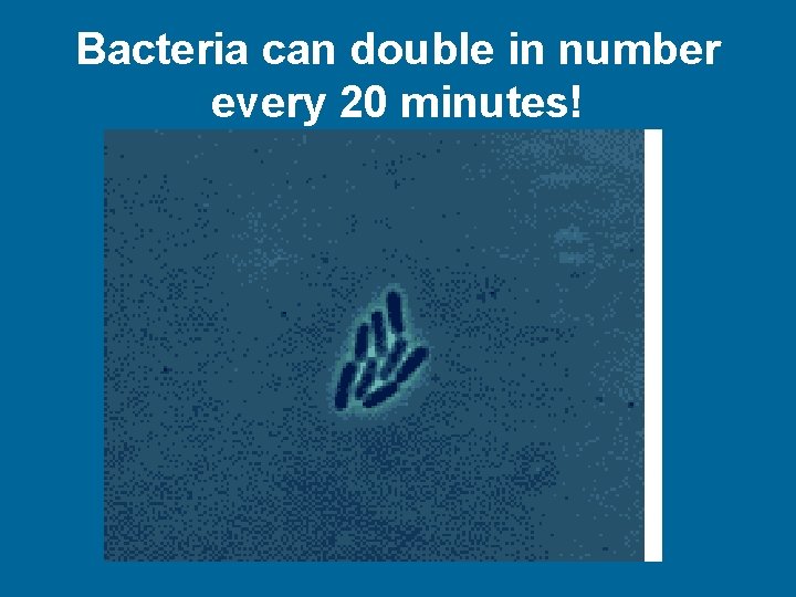 Bacteria can double in number every 20 minutes! 