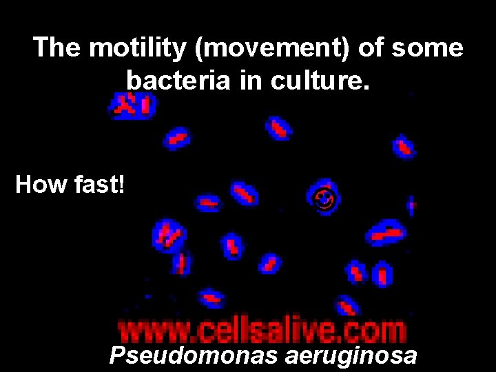 The motility (movement) of some bacteria in culture. How fast! Pseudomonas aeruginosa 