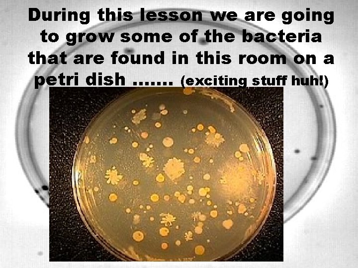 During this lesson we are going to grow some of the bacteria that are