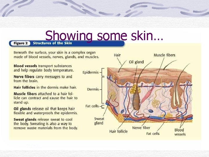 Showing some skin… 