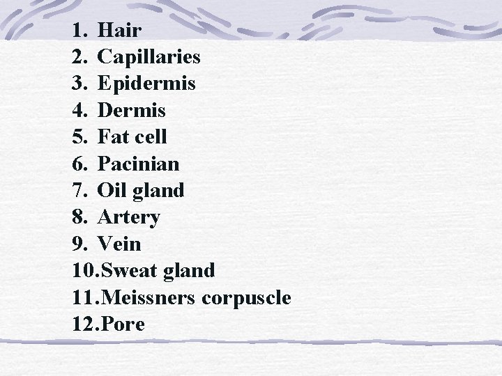 1. Hair 2. Capillaries 3. Epidermis 4. Dermis 5. Fat cell 6. Pacinian 7.