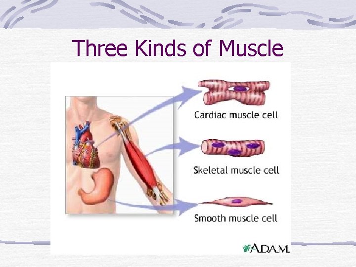 Three Kinds of Muscle 