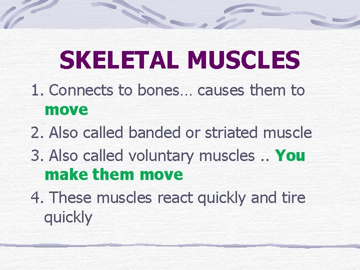 SKELETAL MUSCLES 1. Connects to bones… causes them to move 2. Also called banded