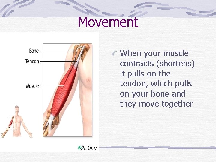 Movement When your muscle contracts (shortens) it pulls on the tendon, which pulls on